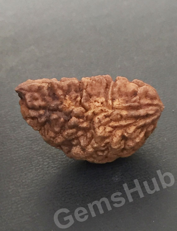 1 Face/Mukhi Certified Rudraksha Size- 30.60 mm